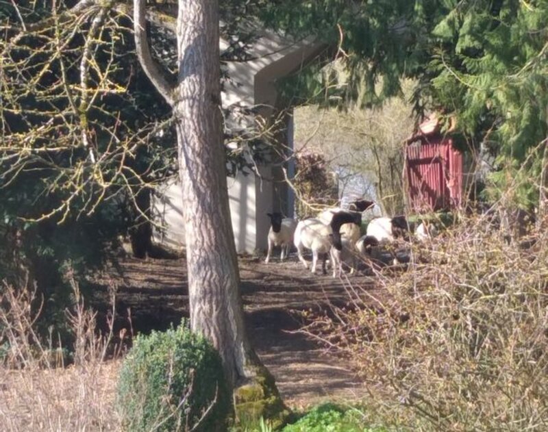 Schafe auf dem Gutshof zwischen alten Gebäuden