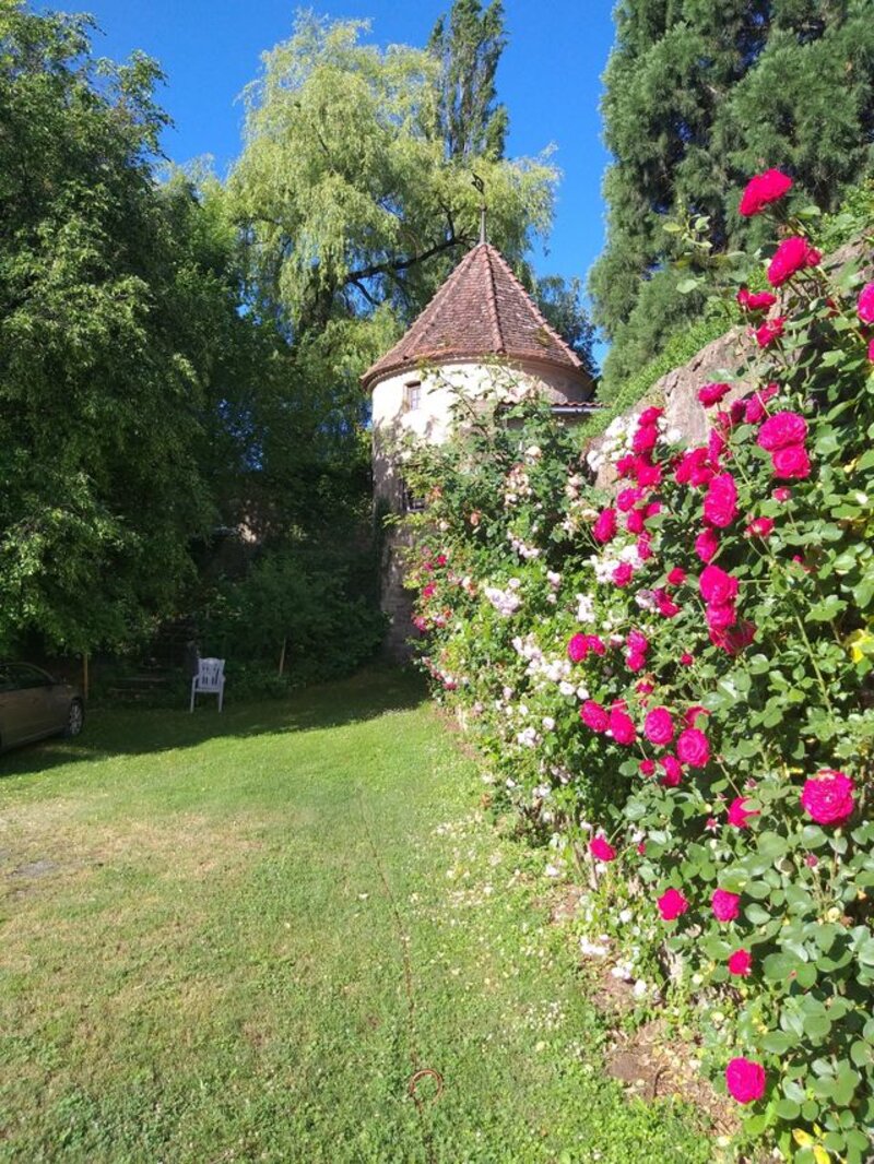 Runder Wehrturm mit dichten roten und weißen Kletterrosen an der alten Sandsteinmauer, im Hintergrund hohe Bäume des Schlossparks
